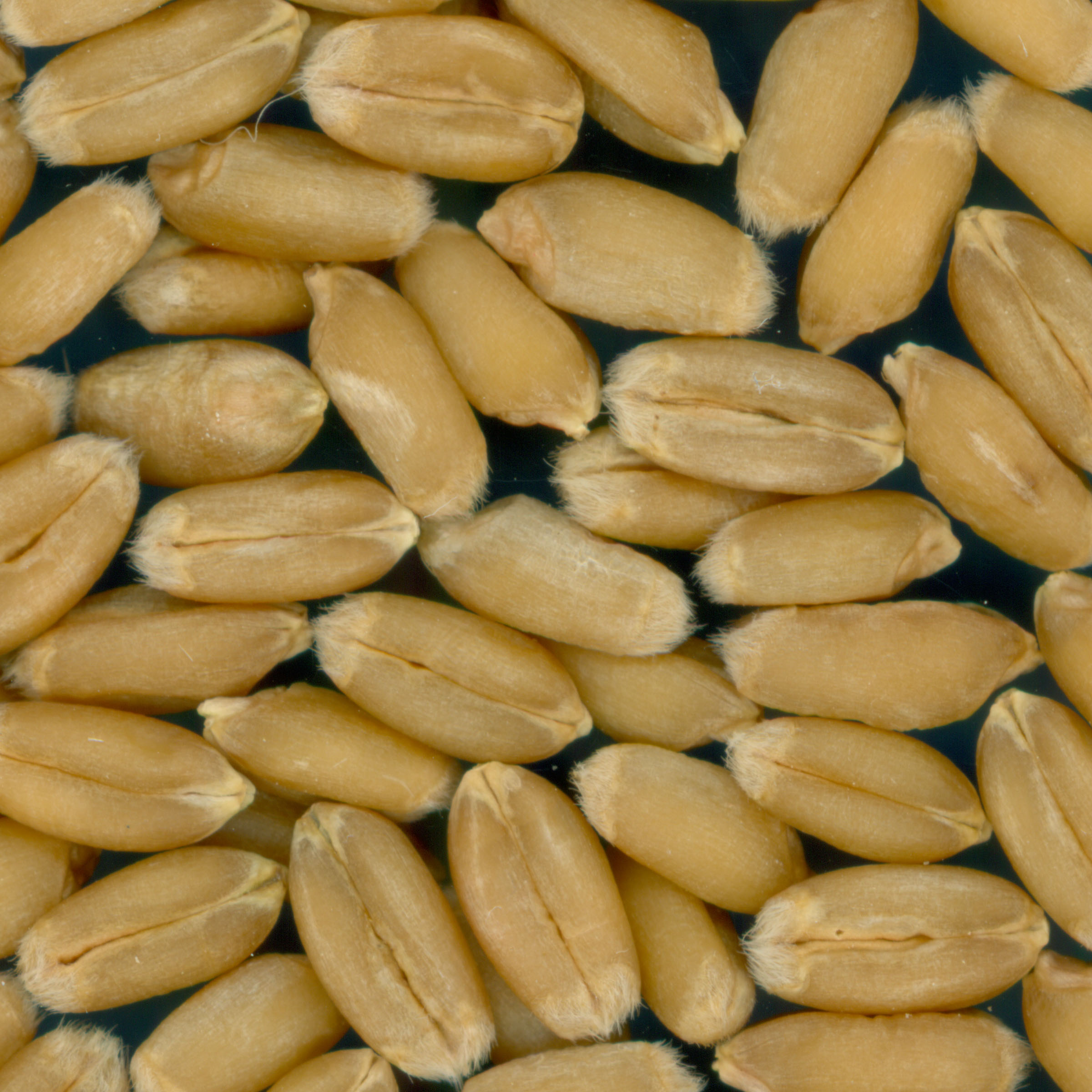 KERNELS